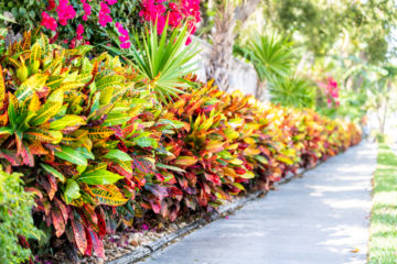 Commercial Landscaping Services for Plazas